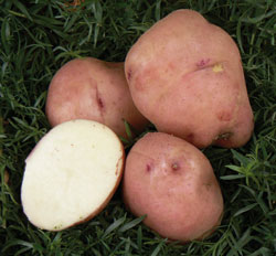 tasman-seed-potato-from-diggers2